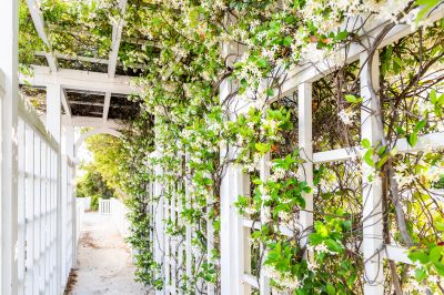 Grape Trellis Installation in Wilmington, NC