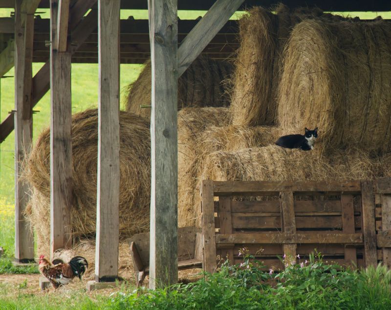 Horse Barn Construction in Wilmington, NC
