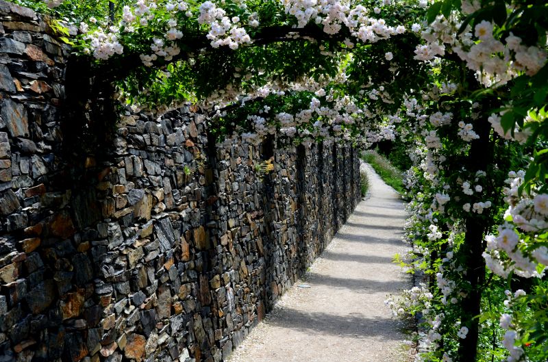 Rose Trellis Installation in Wilmington, NC